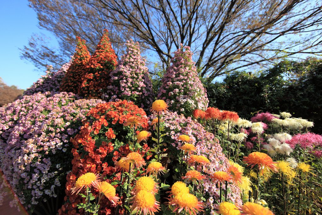 🌳 진다이 식물공원(진다이 쇼쿠부츠 코엔) 이미지 12